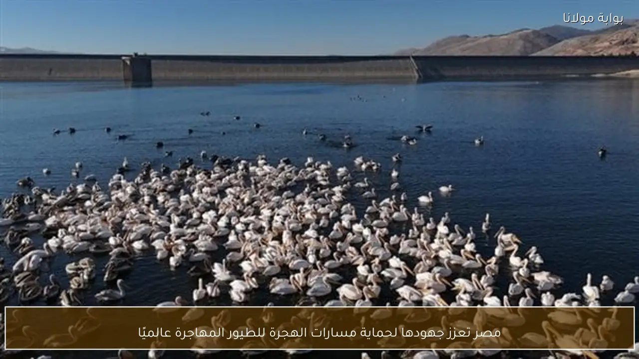 مصر تعزز جهودها لحماية مسارات الهجرة للطيور المهاجرة عالميًا