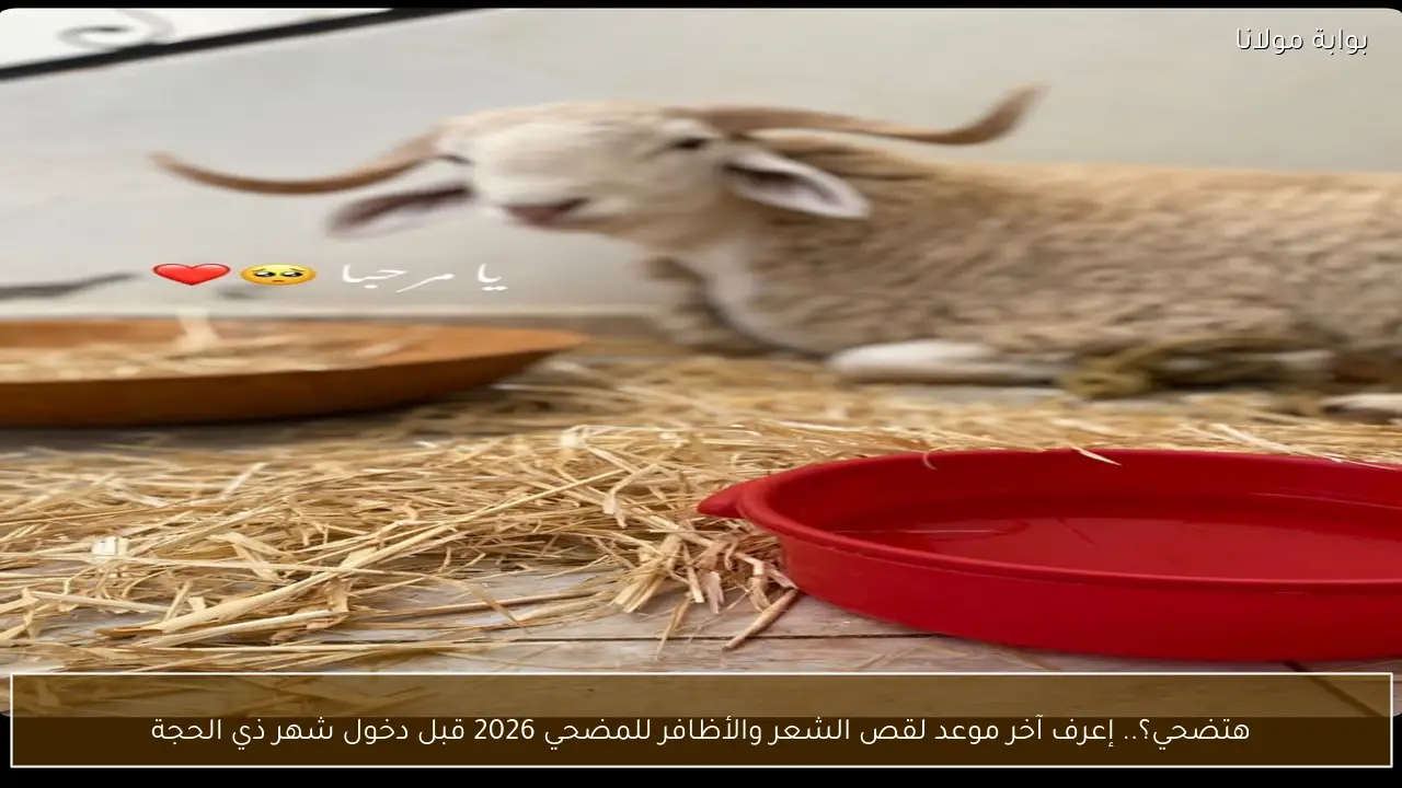 هتضحي؟.. إعرف آخر موعد لقص الشعر والأظافر للمضحي 2026 قبل دخول شهر ذي الحجة
