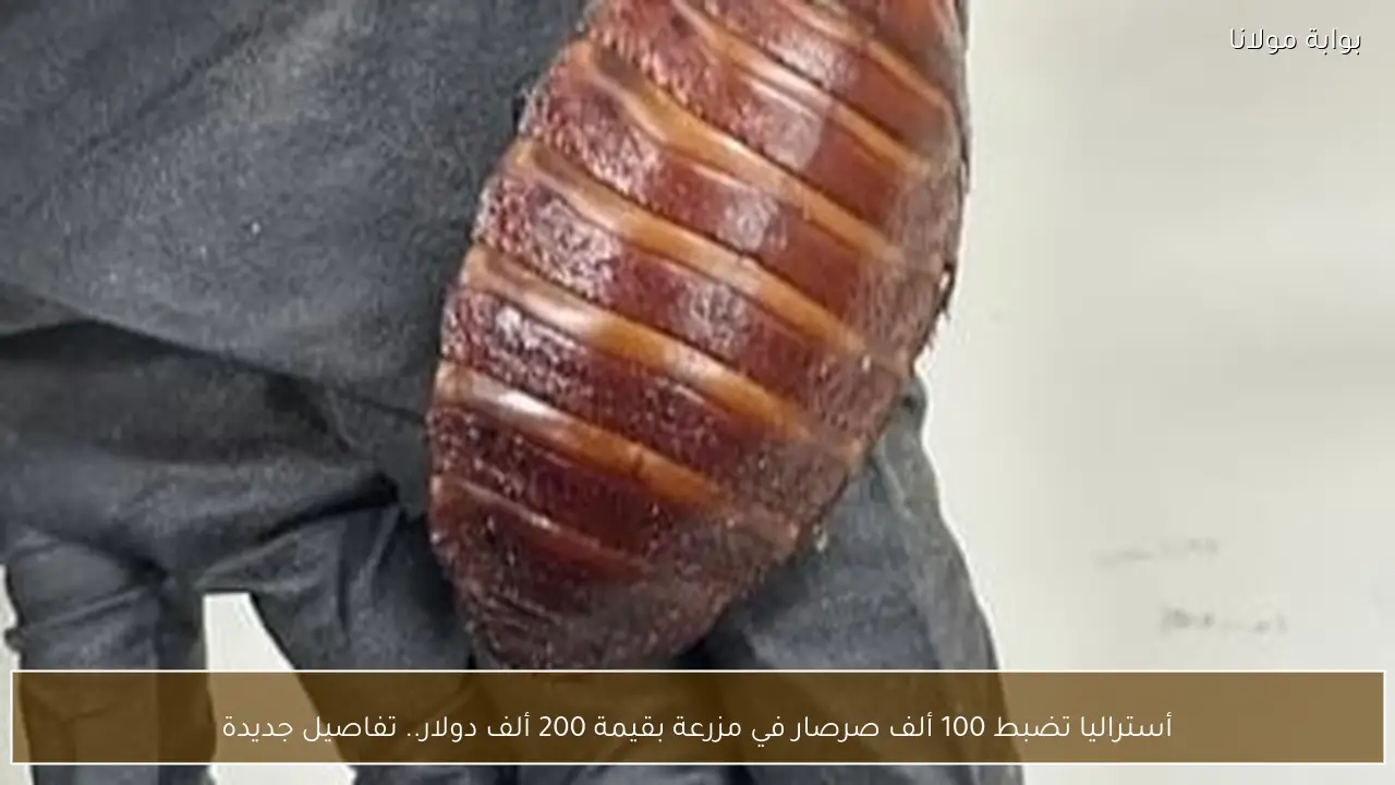 أستراليا تضبط 100 ألف صرصار في مزرعة بقيمة 200 ألف دولار.. تفاصيل جديدة