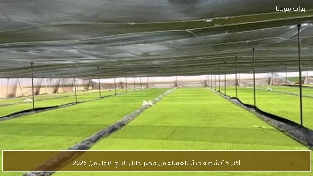 أكثر 5 أنشطة جذبًا للعمالة في مصر خلال الربع الأول من 2026
