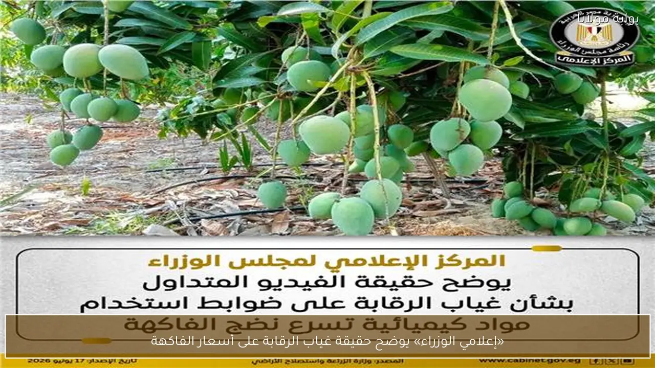 «إعلامي الوزراء» يوضح حقيقة غياب الرقابة على أسعار الفاكهة