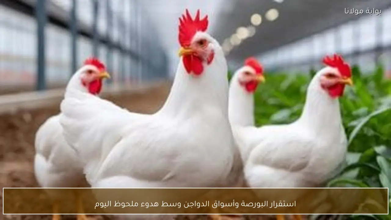 استقرار البورصة وأسواق الدواجن وسط هدوء ملحوظ اليوم