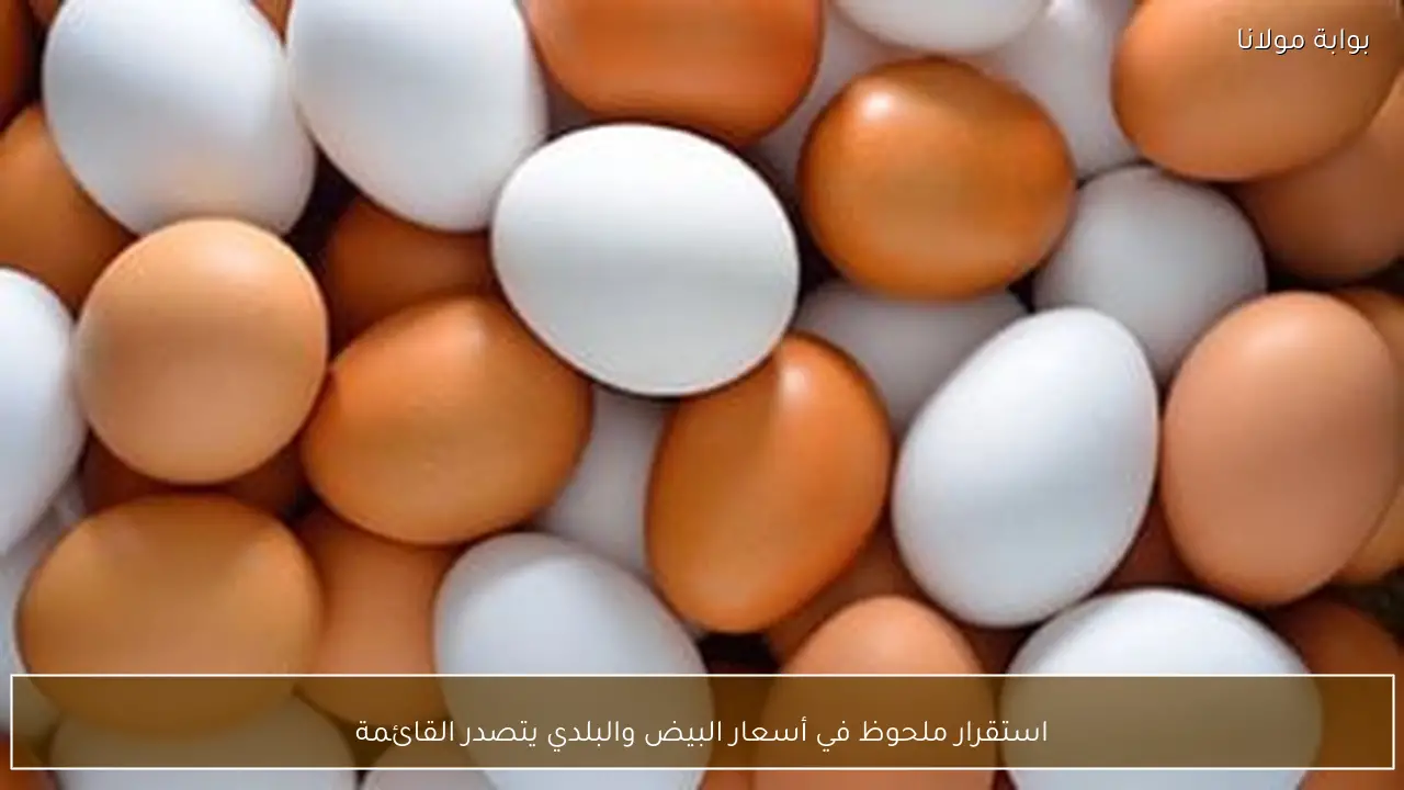 استقرار ملحوظ في أسعار البيض والبلدي يتصدر القائمة