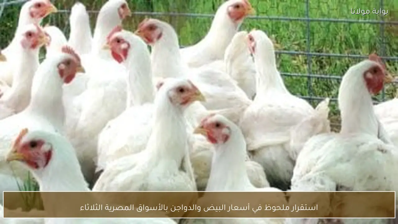 استقرار ملحوظ في أسعار البيض والدواجن بالأسواق المصرية الثلاثاء