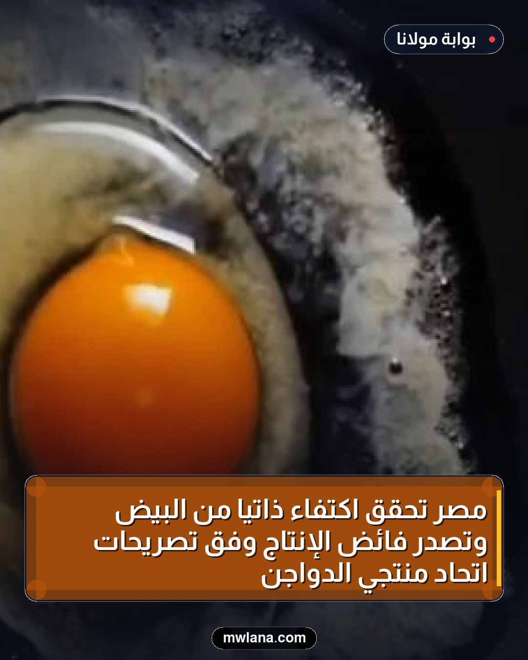 مصر تحقق اكتفاءً ذاتيًا من البيض وتصدر فائض الإنتاج وفق تصريحات اتحاد منتجي الدواجن