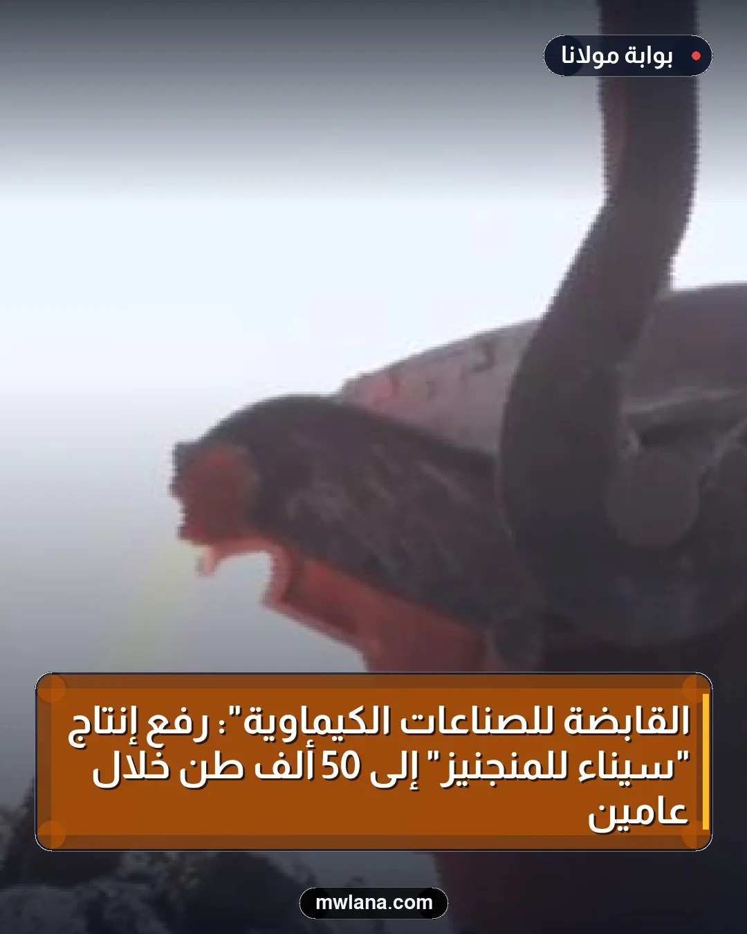 القابضة للصناعات الكيماوية": رفع إنتاج "سيناء للمنجنيز" إلى 50 ألف طن خلال عامين