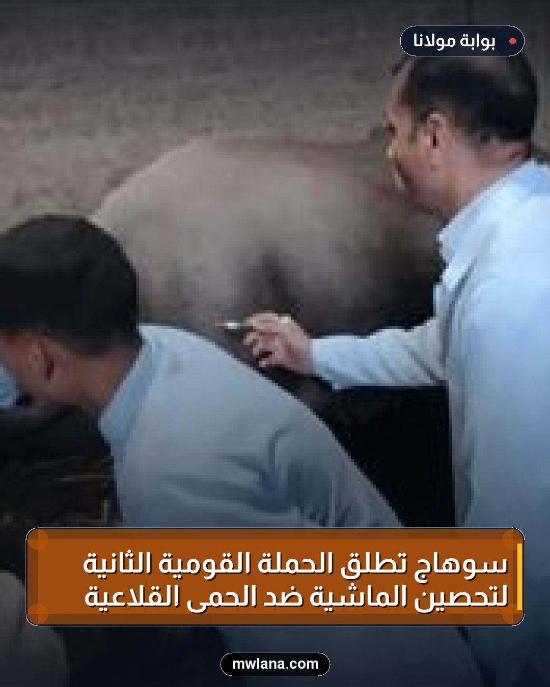 سوهاج تطلق الحملة القومية الثانية لتحصين الماشية ضد الحمى القلاعية