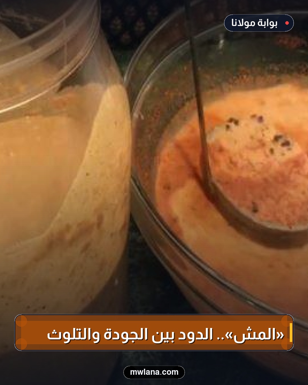 «المِش».. الدود بين الجودة والتلوث