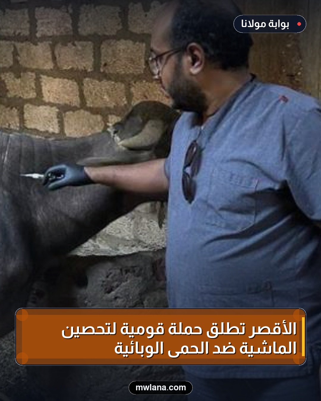 الأقصر تطلق حملة قومية لتحصين الماشية ضد الحمى الوبائية