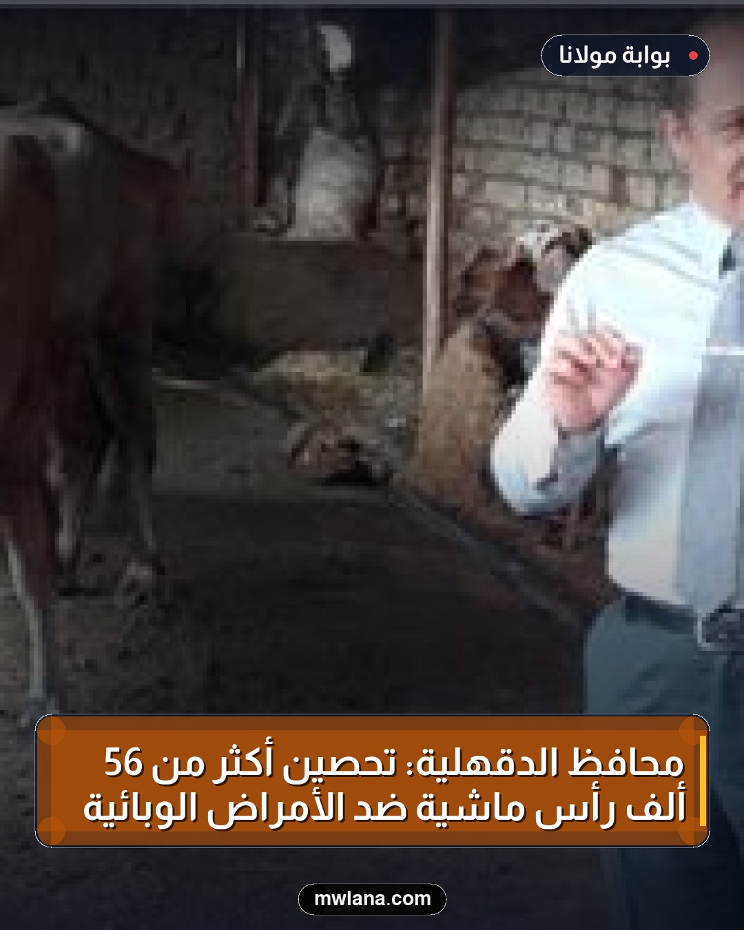 محافظ الدقهلية: تحصين أكثر من 56 ألف رأس ماشية ضد الأمراض الوبائية