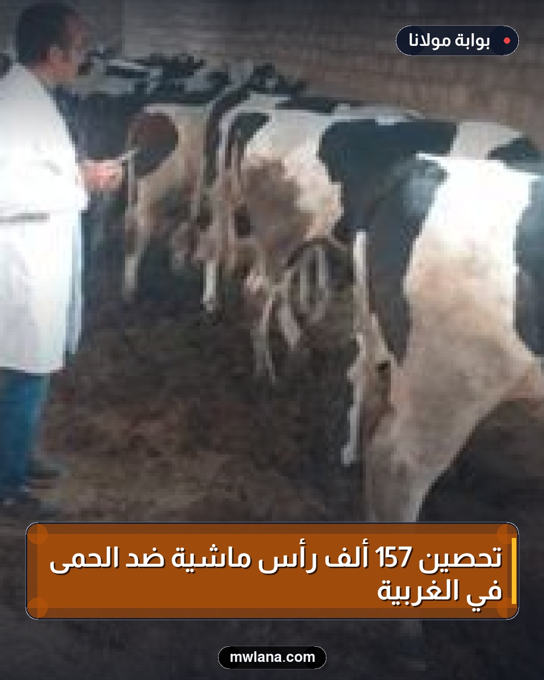 تحصين 157 ألف رأس ماشية ضد الحمى في الغربية