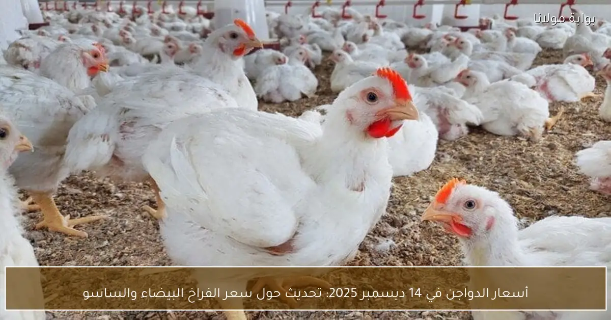 أسعار الدواجن في 14 ديسمبر 2025: تحديث حول سعر الفراخ البيضاء والساسو