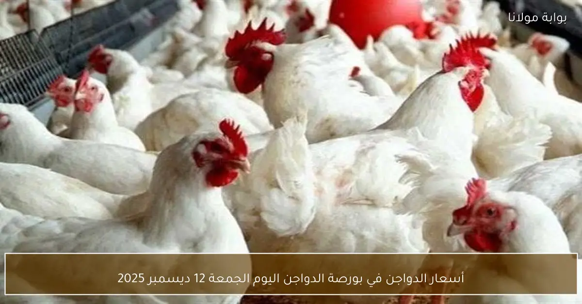 أسعار الدواجن في بورصة الدواجن اليوم الجمعة 12 ديسمبر 2025