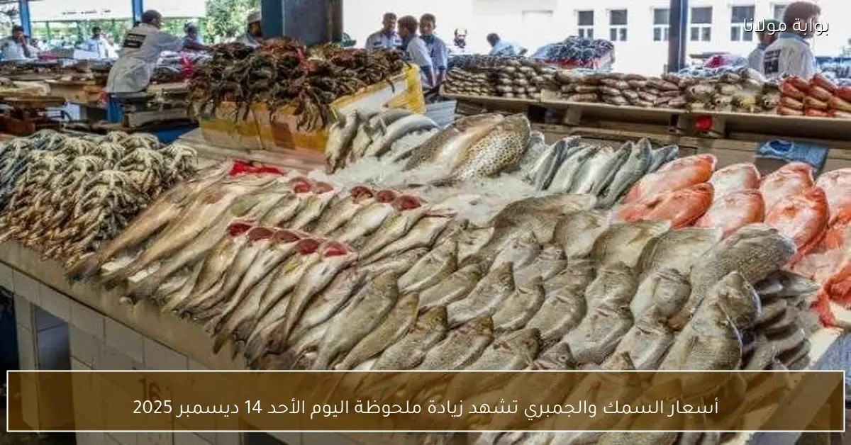 أسعار السمك والجمبري تشهد زيادة ملحوظة اليوم الأحد 14 ديسمبر 2025