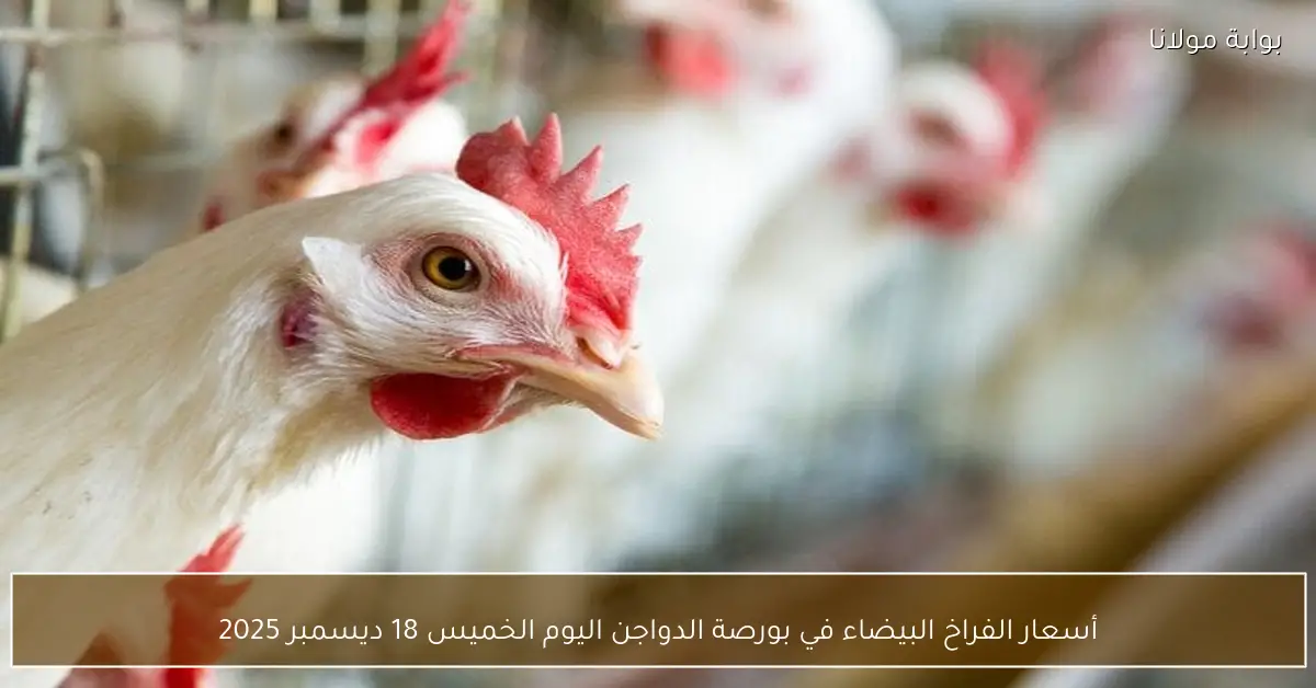 أسعار الفراخ البيضاء في بورصة الدواجن اليوم الخميس 18 ديسمبر 2025
