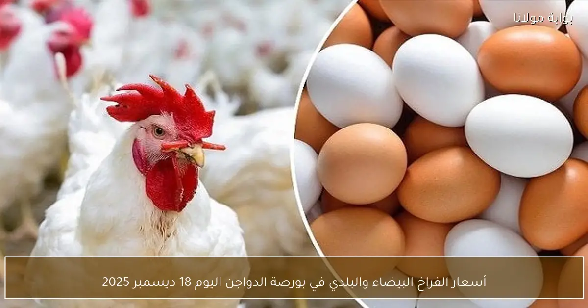 أسعار الفراخ البيضاء والبلدي في بورصة الدواجن اليوم 18 ديسمبر 2025