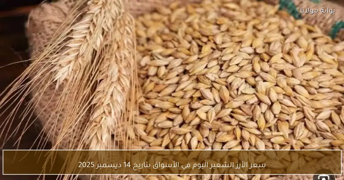 سعر الأرز الشعير اليوم في الأسواق بتاريخ 14 ديسمبر 2025
