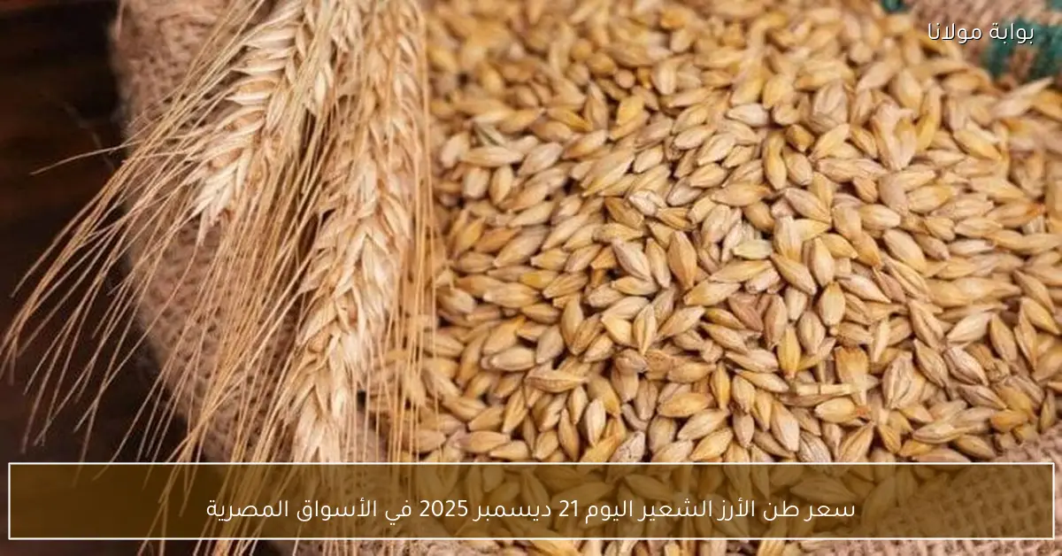 سعر طن الأرز الشعير اليوم 21 ديسمبر 2025 في الأسواق المصرية