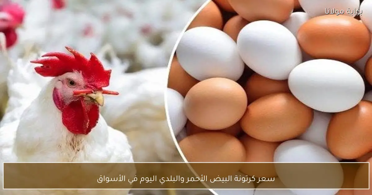 سعر كرتونة البيض الأحمر والبلدي اليوم في الأسواق
