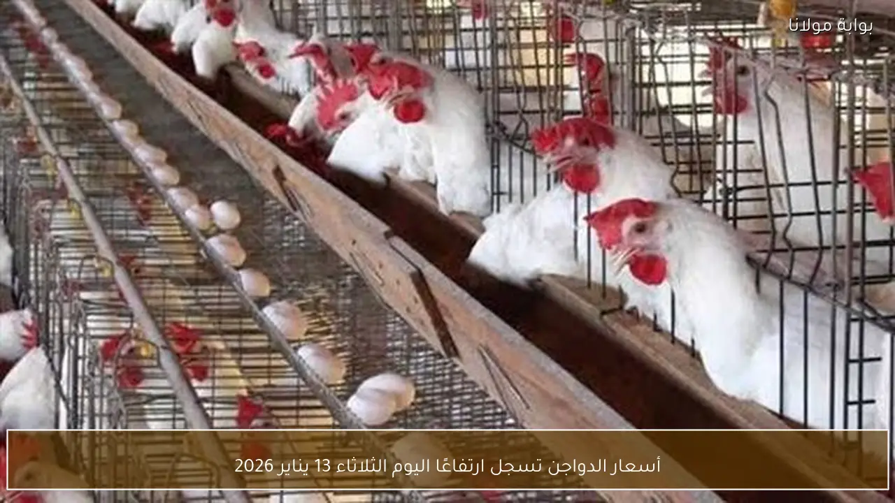 أسعار الدواجن تسجل ارتفاعًا اليوم الثلاثاء 13 يناير 2026