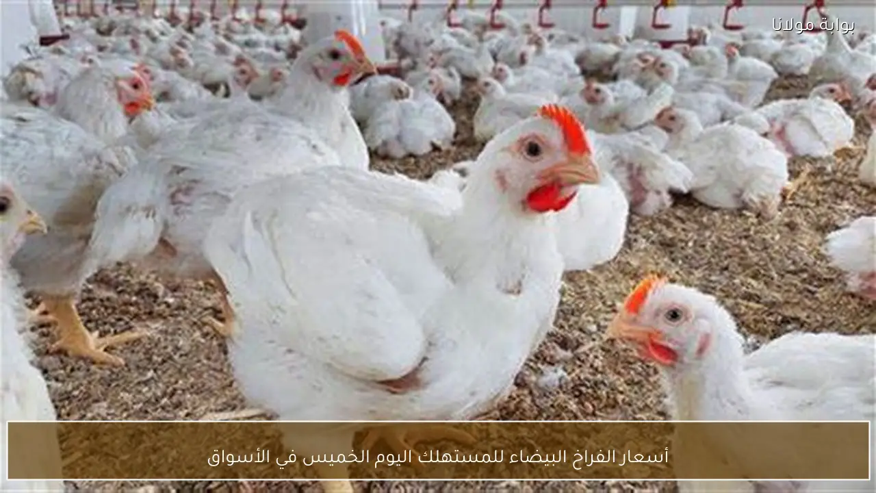 أسعار الفراخ البيضاء للمستهلك اليوم الخميس في الأسواق