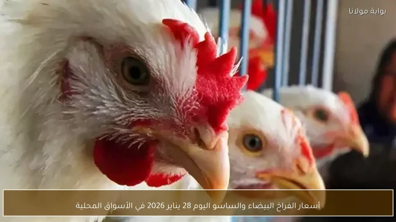 أسعار الفراخ البيضاء والساسو اليوم 28 يناير 2026 في الأسواق المحلية