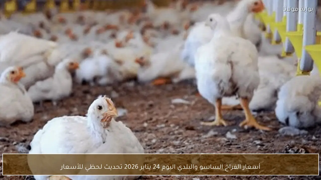 أسعار الفراخ الساسو والبلدي اليوم 24 يناير 2026 تحديث لحظي للأسعار