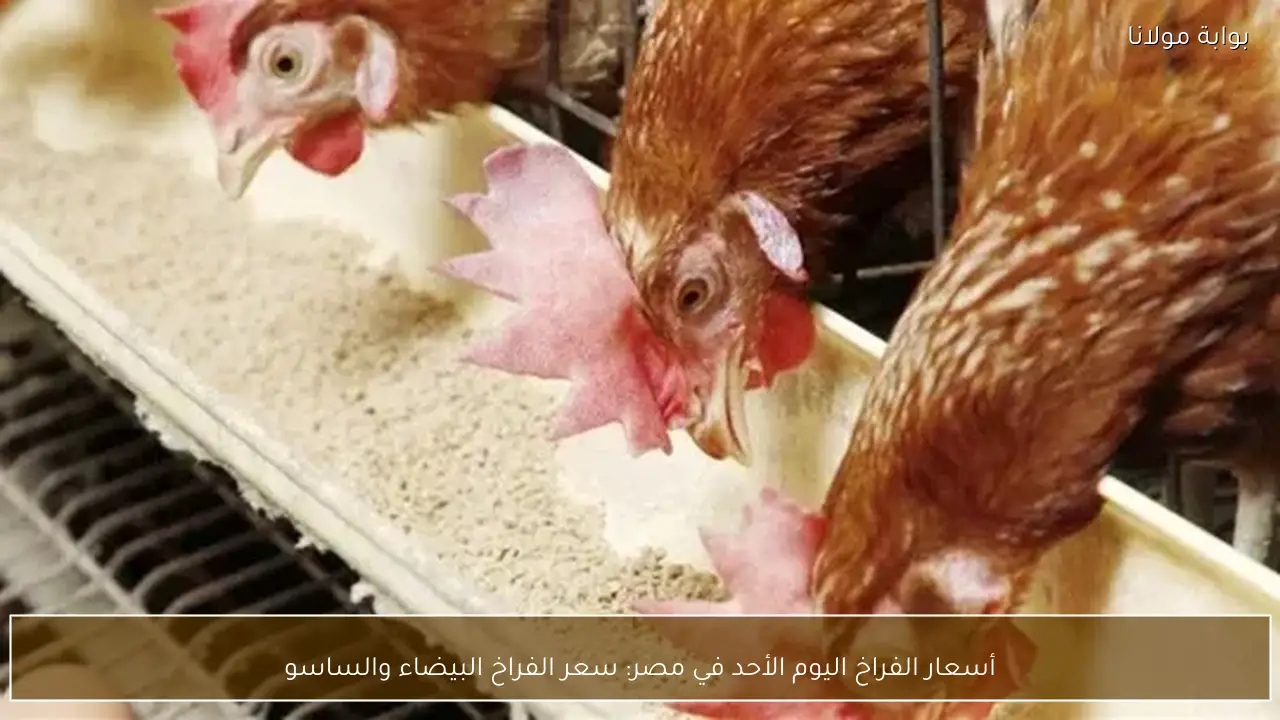 أسعار الفراخ اليوم الأحد في مصر: سعر الفراخ البيضاء والساسو