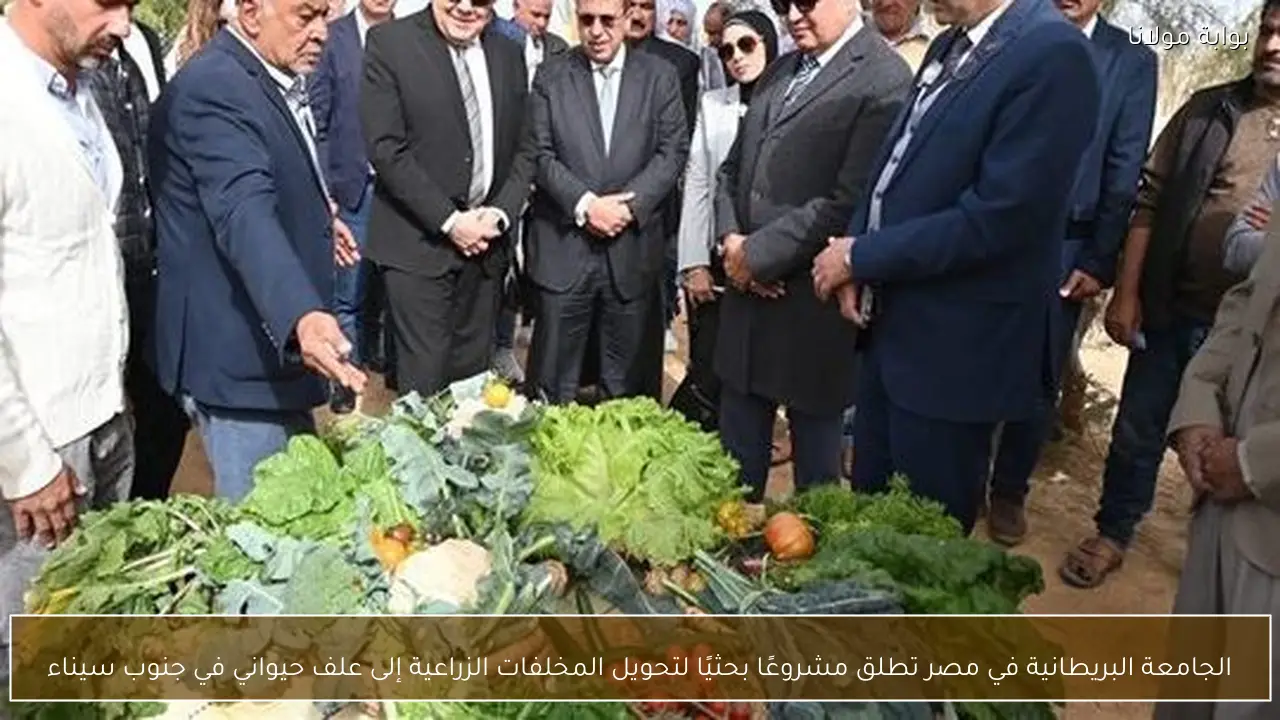 الجامعة البريطانية في مصر تطلق مشروعًا بحثيًا لتحويل المخلفات الزراعية إلى علف حيواني في جنوب سيناء