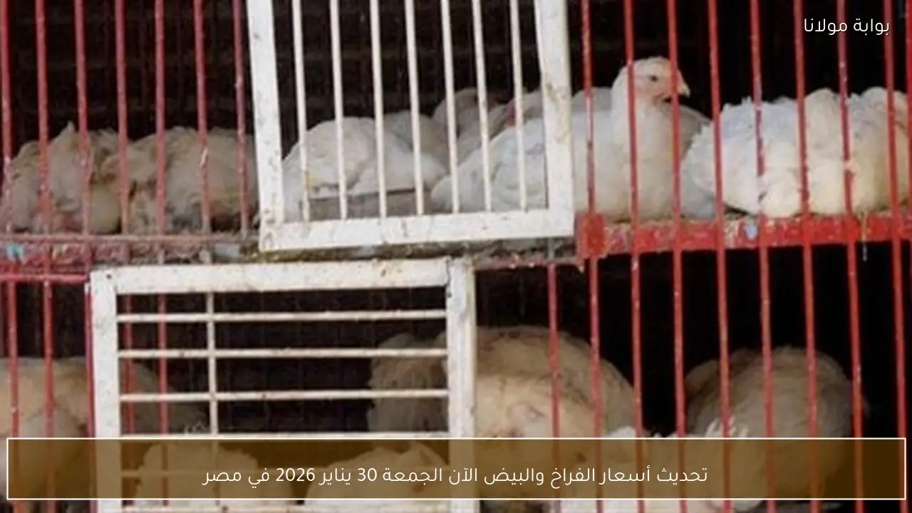تحديث أسعار الفراخ والبيض الآن الجمعة 30 يناير 2026 في مصر