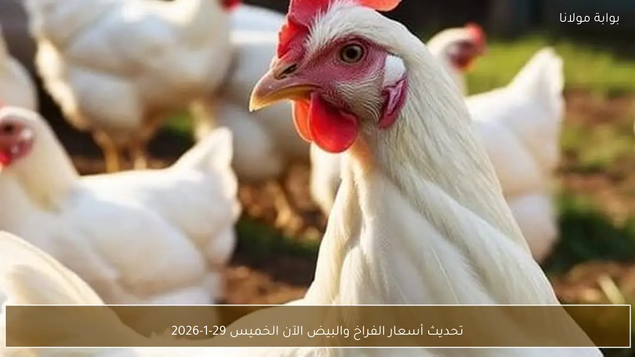 تحديث أسعار الفراخ والبيض الآن الخميس 29-1-2026