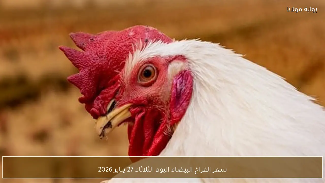 سعر الفراخ البيضاء اليوم الثلاثاء 27 يناير 2026