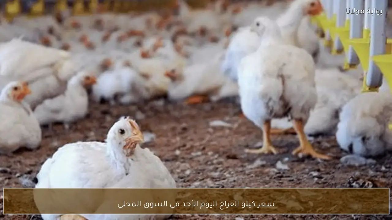 سعر كيلو الفراخ اليوم الأحد في السوق المحلي