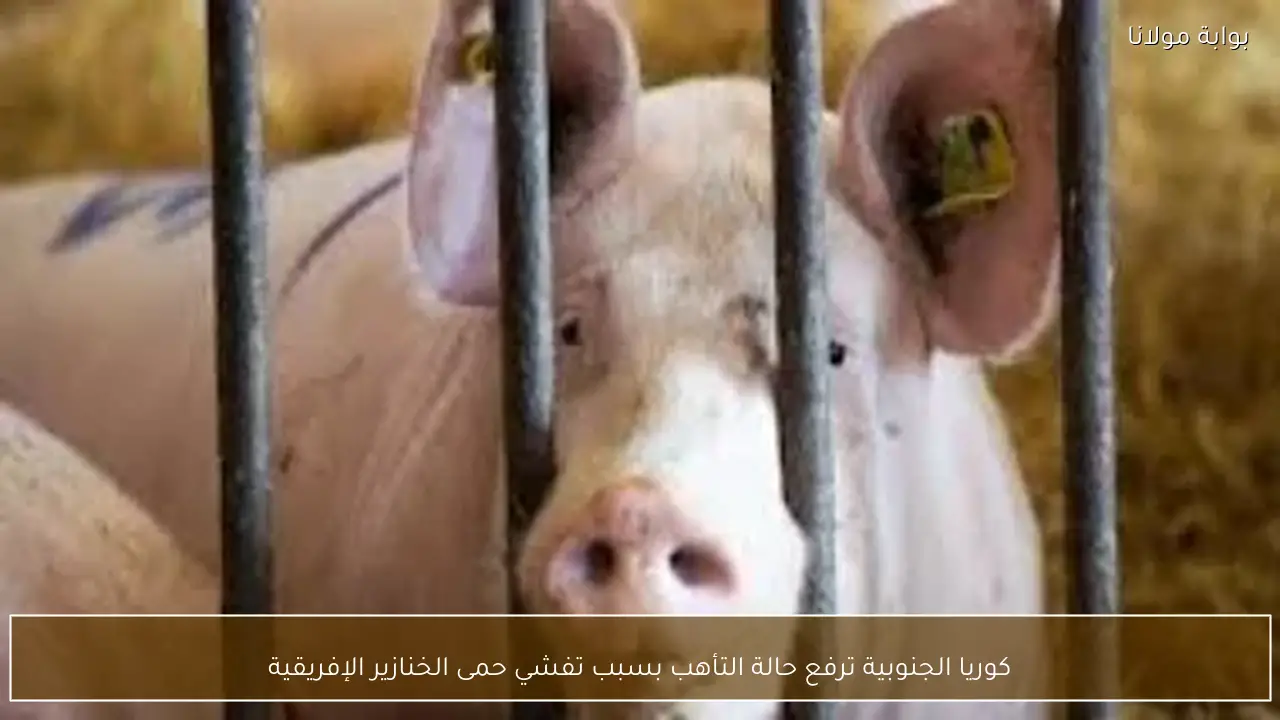 كوريا الجنوبية ترفع حالة التأهب بسبب تفشي حمى الخنازير الإفريقية