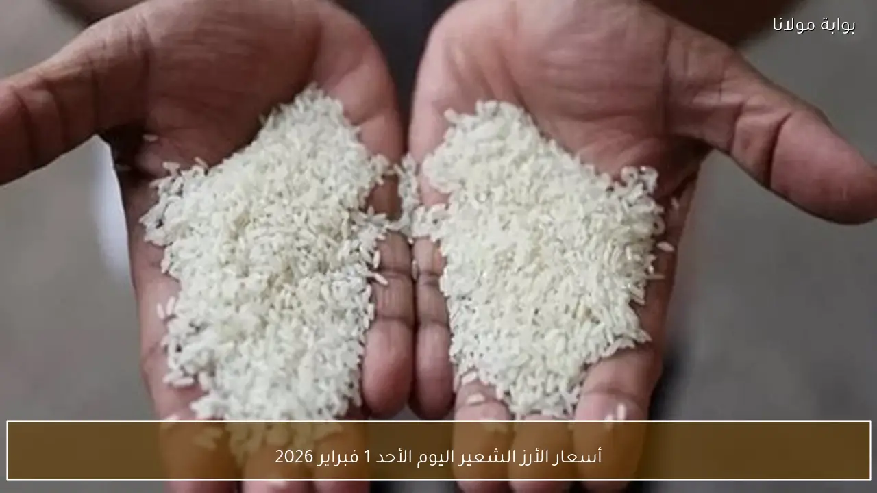 أسعار الأرز الشعير اليوم الأحد 1 فبراير 2026