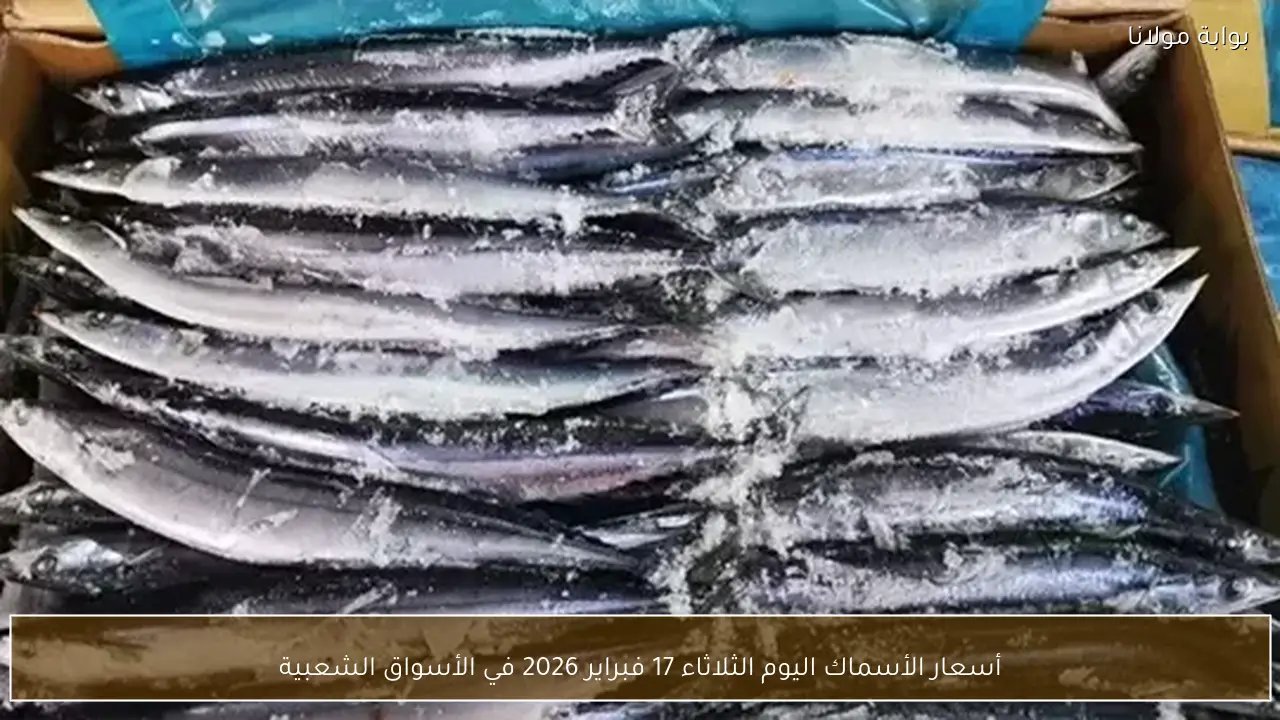أسعار الأسماك اليوم الثلاثاء 17 فبراير 2026 في الأسواق الشعبية