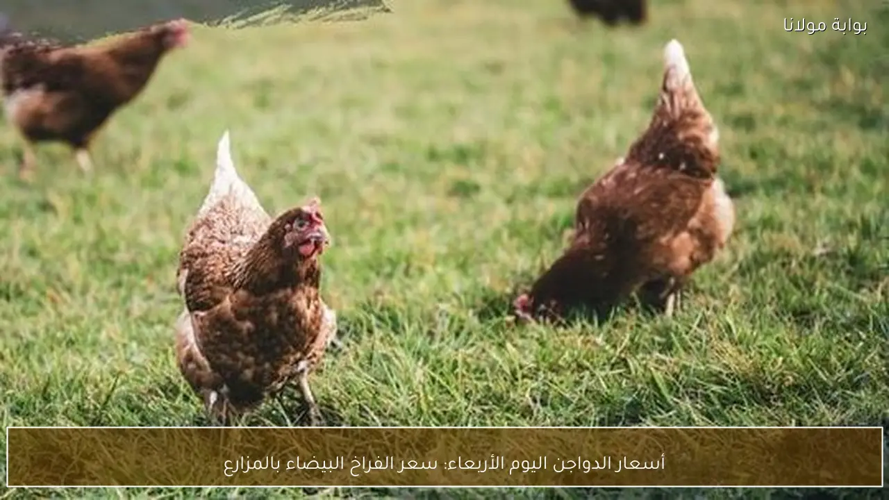 أسعار الدواجن اليوم الأربعاء: سعر الفراخ البيضاء بالمزارع