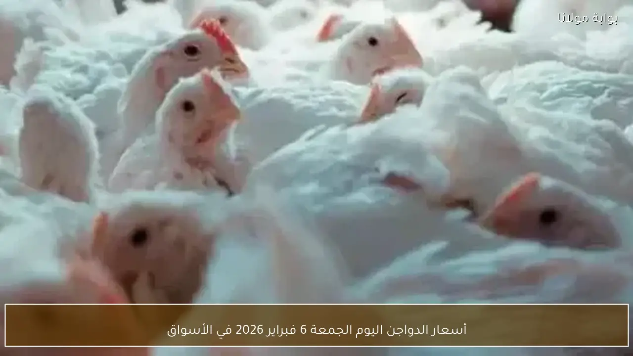 أسعار الدواجن اليوم الجمعة 6 فبراير 2026 في الأسواق