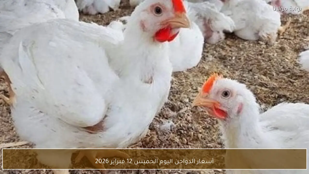 أسعار الدواجن اليوم الخميس 12 فبراير 2026