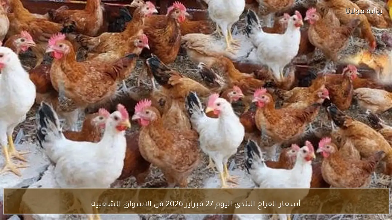 أسعار الفراخ البلدي اليوم 27 فبراير 2026 في الأسواق الشعبية
