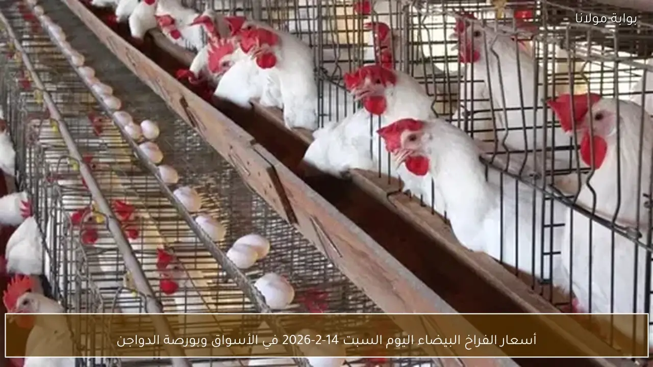 أسعار الفراخ البيضاء اليوم السبت 14-2-2026 في الأسواق وبورصة الدواجن