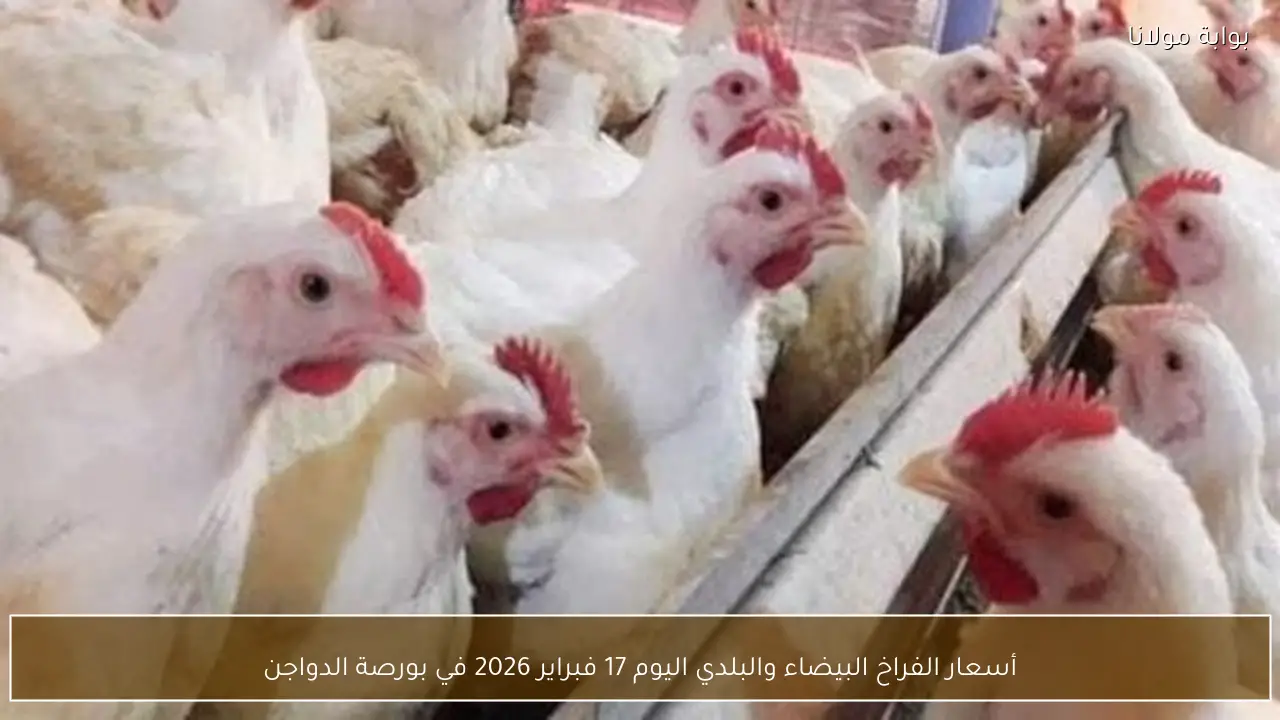 أسعار الفراخ البيضاء والبلدي اليوم 17 فبراير 2026 في بورصة الدواجن