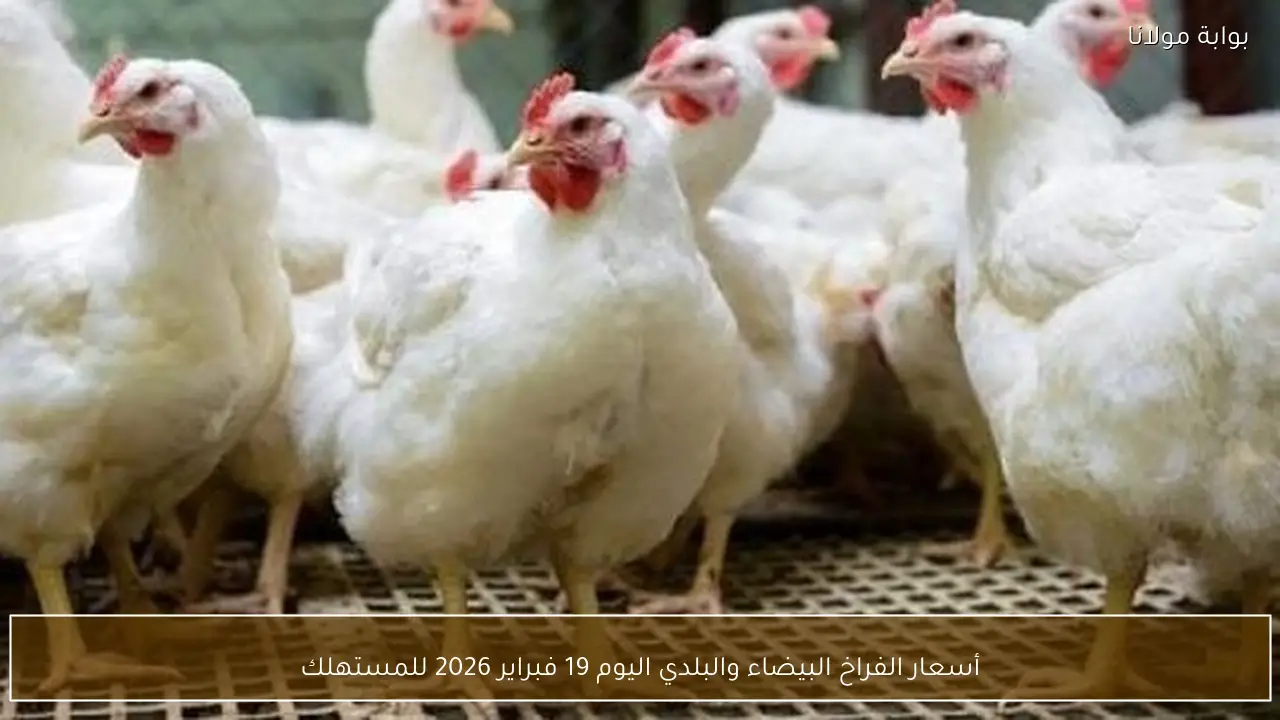 أسعار الفراخ البيضاء والبلدي اليوم 19 فبراير 2026 للمستهلك