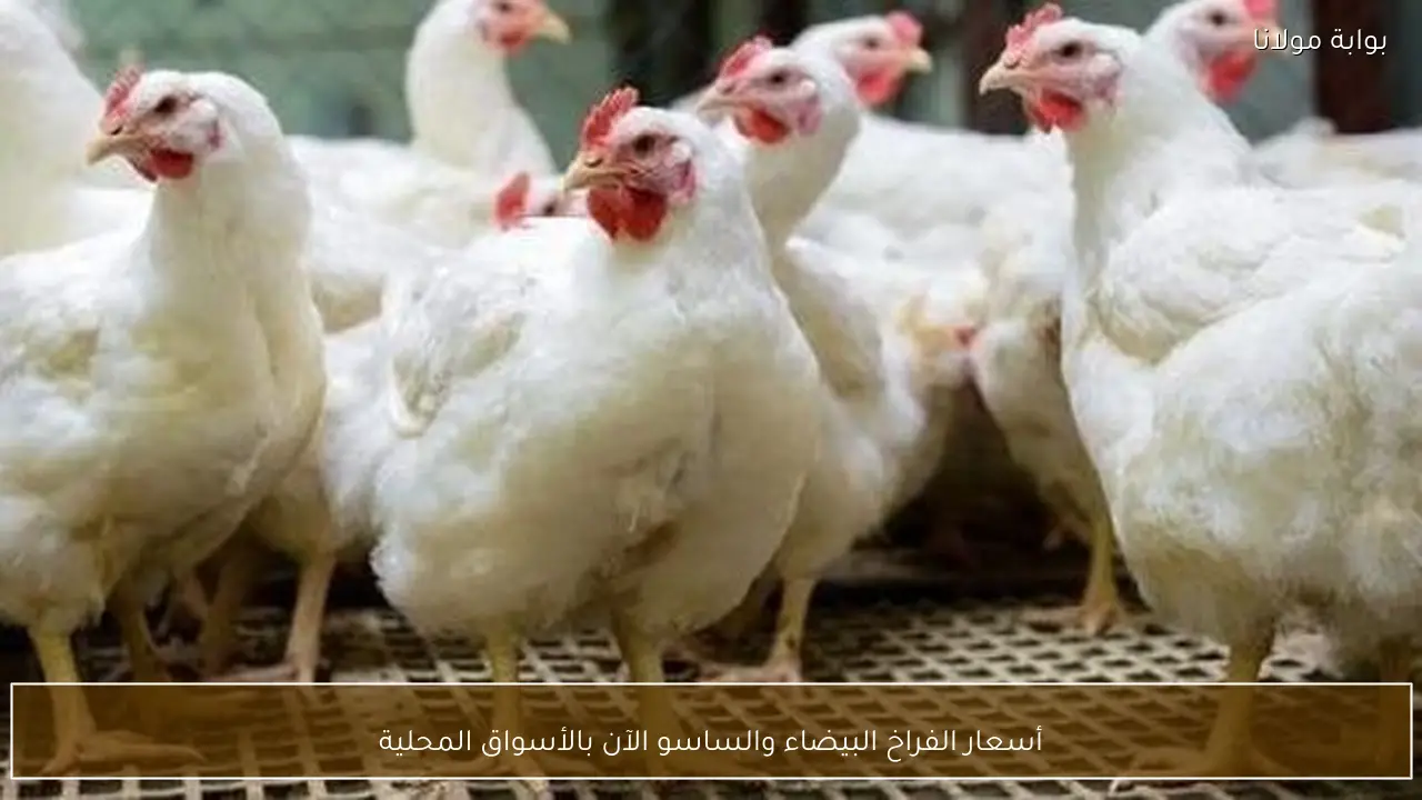 أسعار الفراخ البيضاء والساسو الآن بالأسواق المحلية