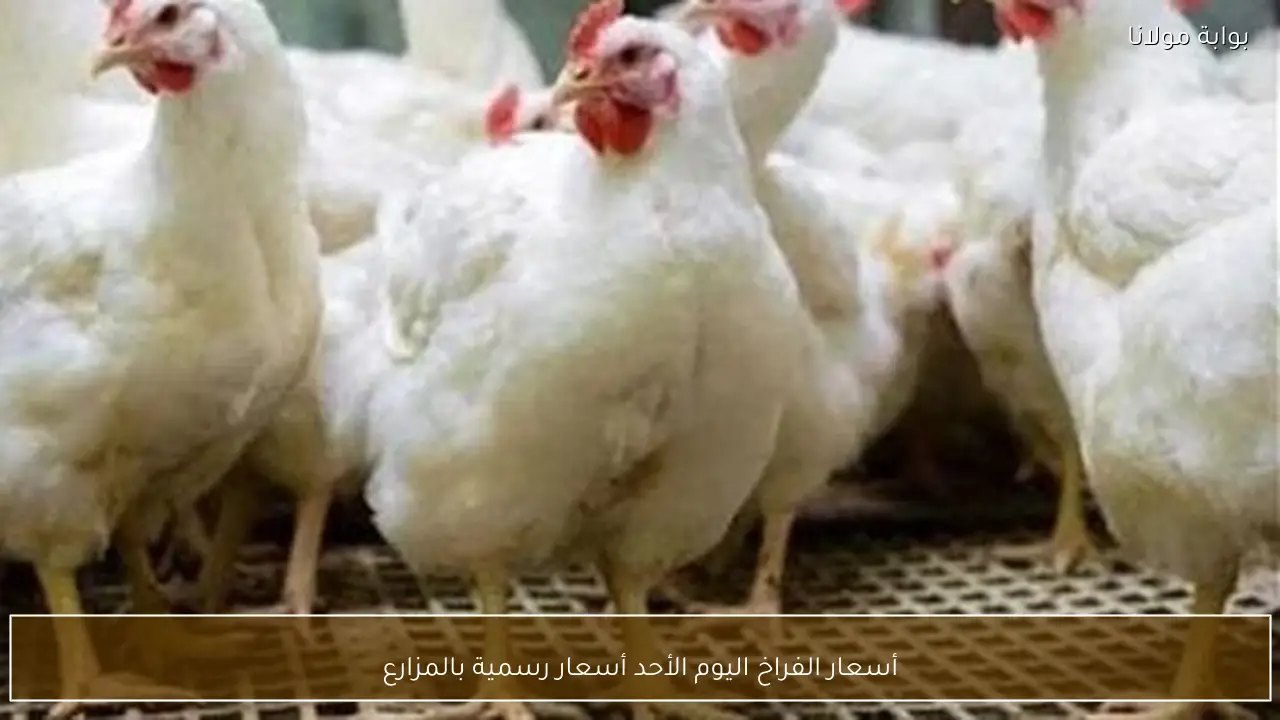 أسعار الفراخ اليوم الأحد  أسعار رسمية بالمزارع