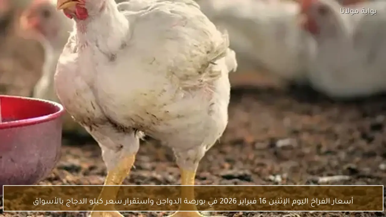 أسعار الفراخ اليوم الإثنين 16 فبراير 2026 في بورصة الدواجن واستقرار سعر كيلو الدجاج بالأسواق