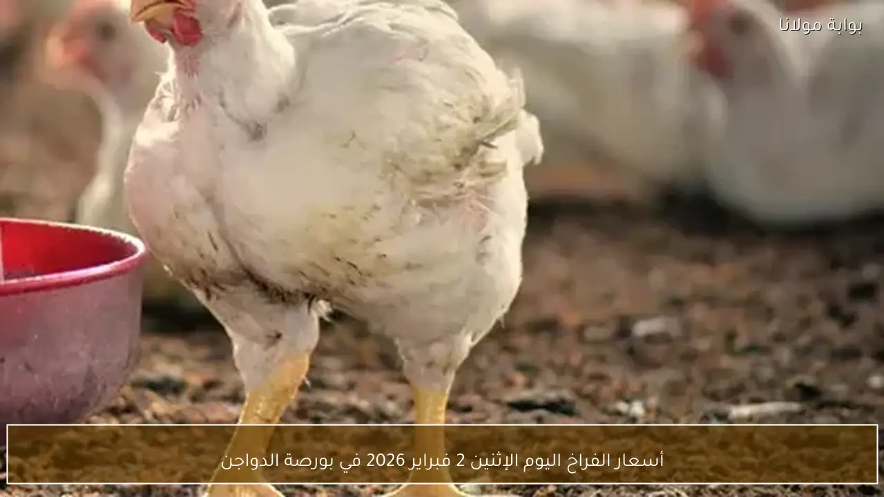 أسعار الفراخ اليوم الإثنين 2 فبراير 2026 في بورصة الدواجن