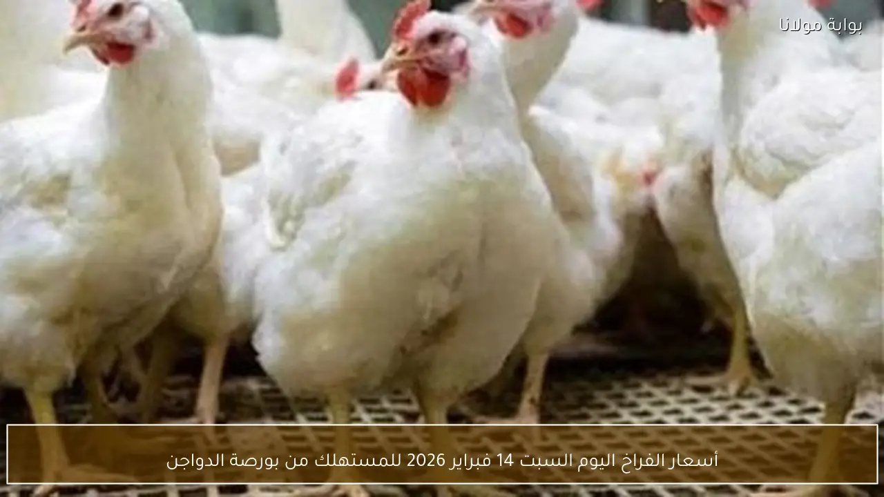 أسعار الفراخ اليوم السبت 14 فبراير 2026 للمستهلك من بورصة الدواجن