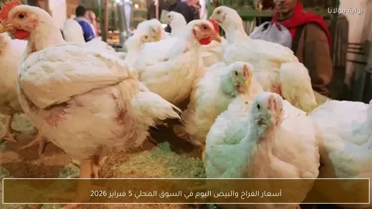 أسعار الفراخ والبيض اليوم في السوق المحلي 5 فبراير 2026