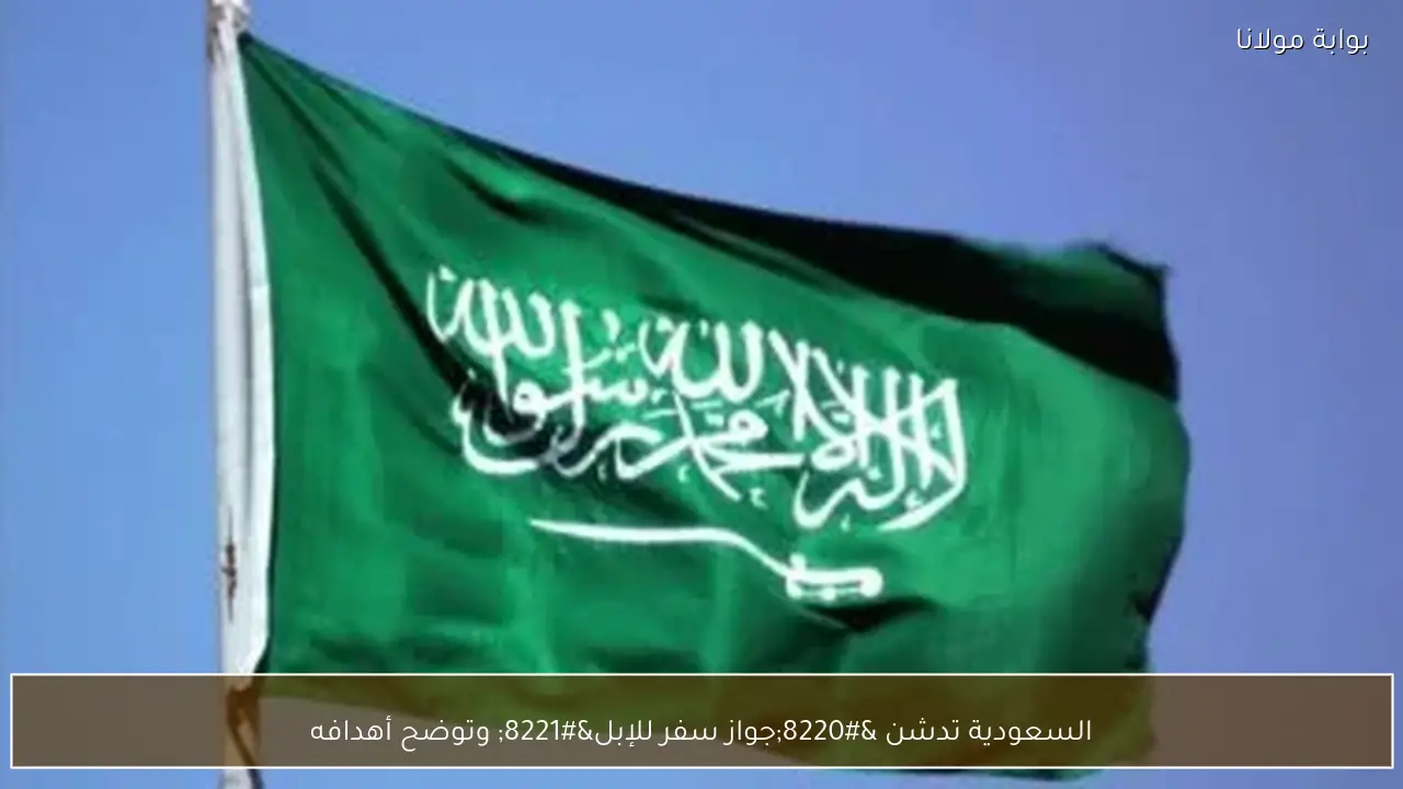 السعودية تدشن “جواز سفر للإبل” وتوضح أهدافه